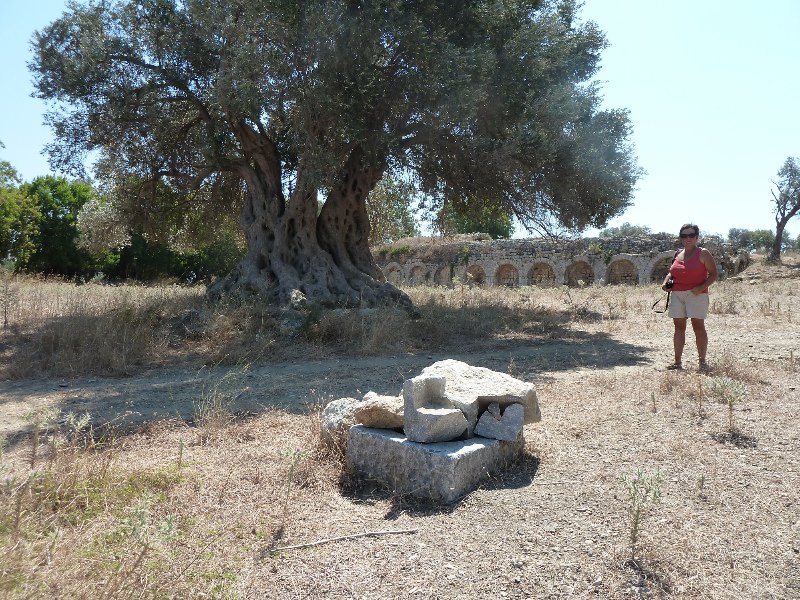 2000 year old cistern at Teos with lovely old olive tree in foreground