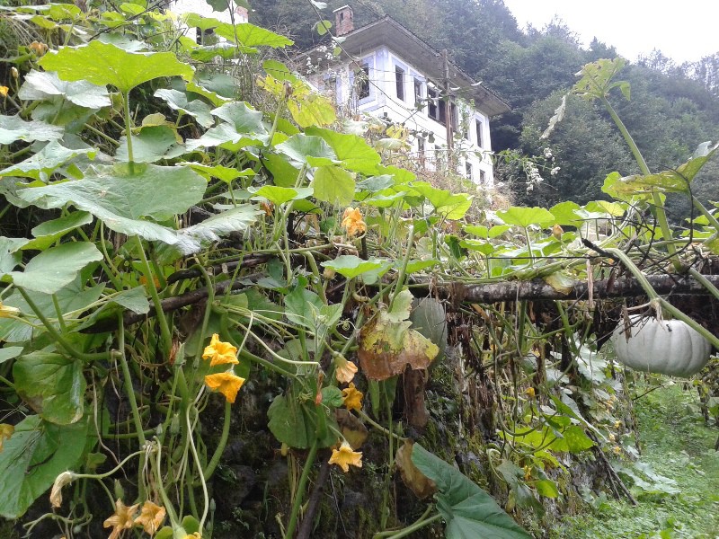 Old Hemsin mansion with squash growing beneath it