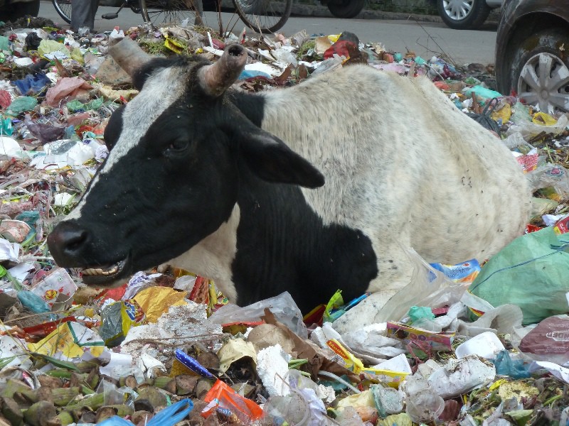 A cow in the centre of Amritsar