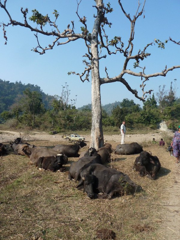 Bullocks at the Van Gujjar village near Rajaji National Park