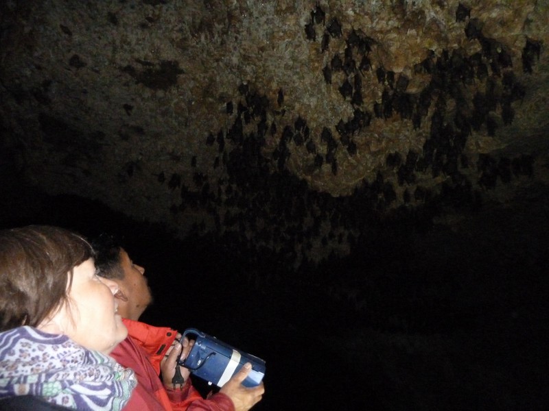 Roosting Horseshore bats at the Bat Cave