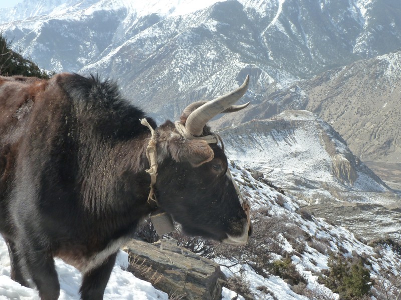 A Yak on the path home