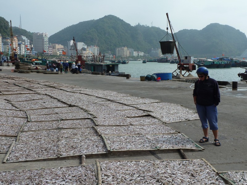 Fish drying in the sun in Cat Ba town port