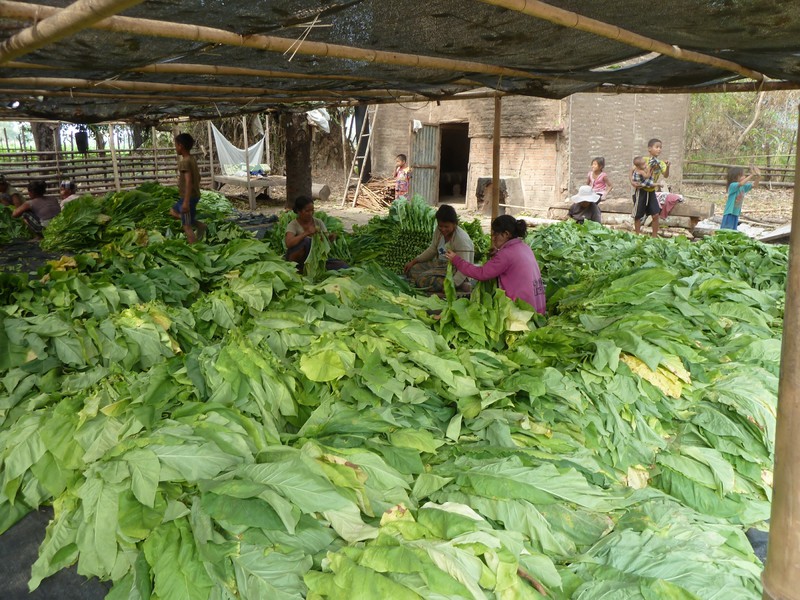 Sewing tabacco leaves together for drying