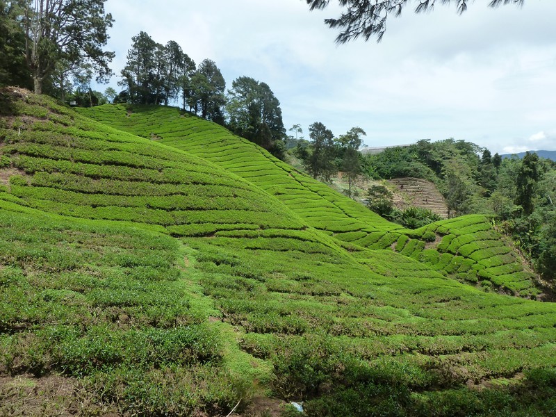Tea plantations covered every slope in the valley