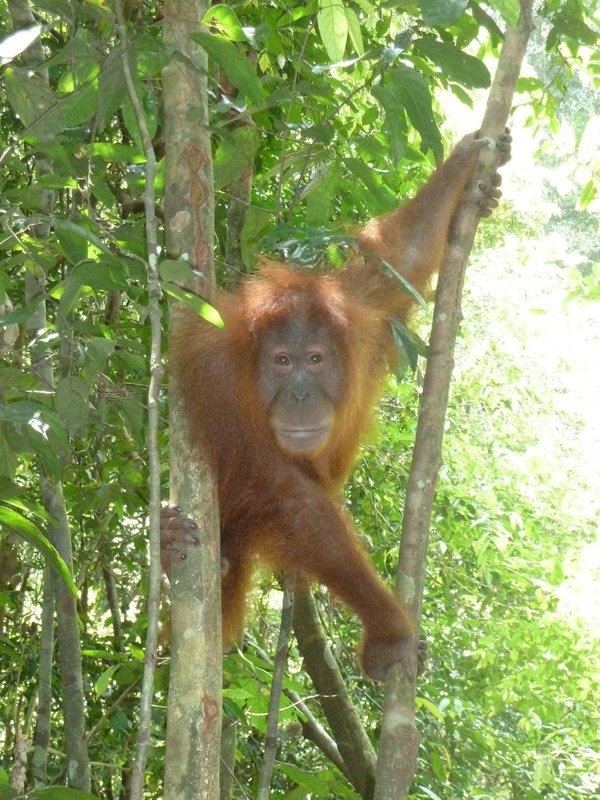 A young female orangutan