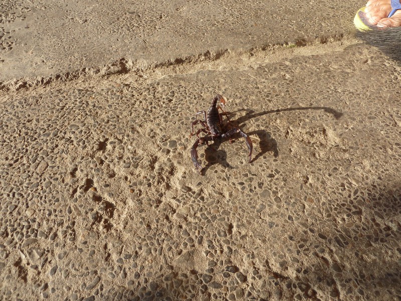 The scorpion on the restaurant floor