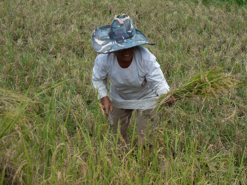 A women harvesting rice by hand