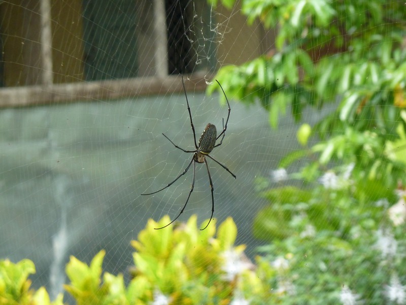This guy was in the garden of a house. The spider was at least 6 inches across.
