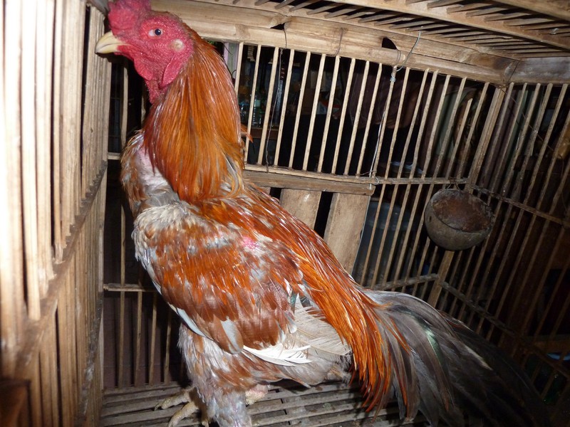 A proud fighting cock at the bird market