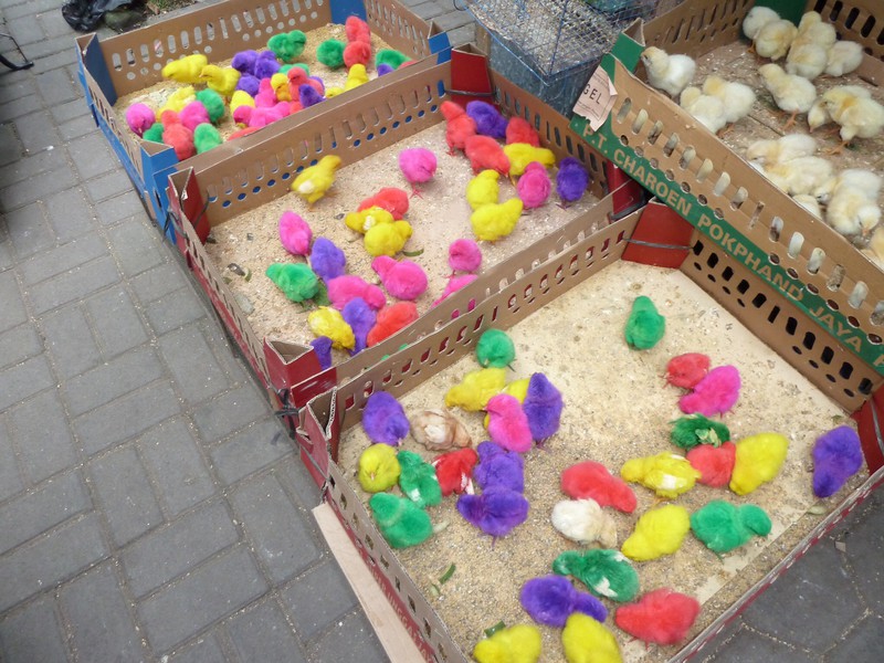 Dyed chicks for sale at the bird market
