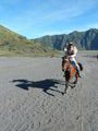 A horseman returning to Bromo in the hope of finding another passenger