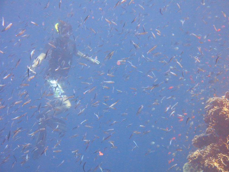 Diving at the wall by Pulau Menjangan
