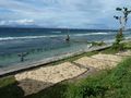 Seaweed out to dry on North Coast of Nusa Penida