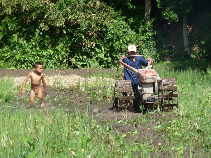 Rice paddy ploughing is hot work