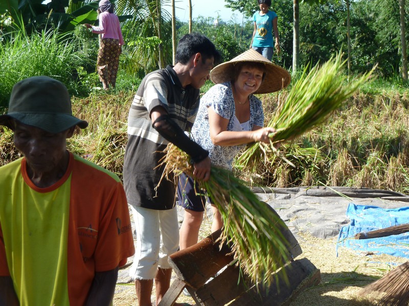 Jane helping with the rice harvest