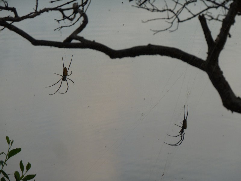 Spider around the salt lake on Gili Meno