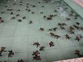 Baby turtles at the Gili Meno sanctuary