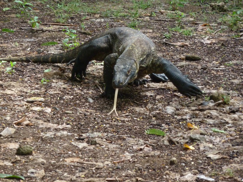 An aggressive female Komodo dragon on the prowl