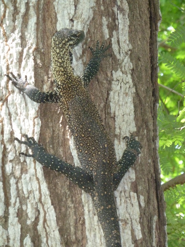 A one year old Komodo dragon safe up a tree