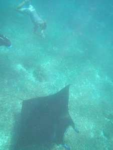 Swimming with a Manta