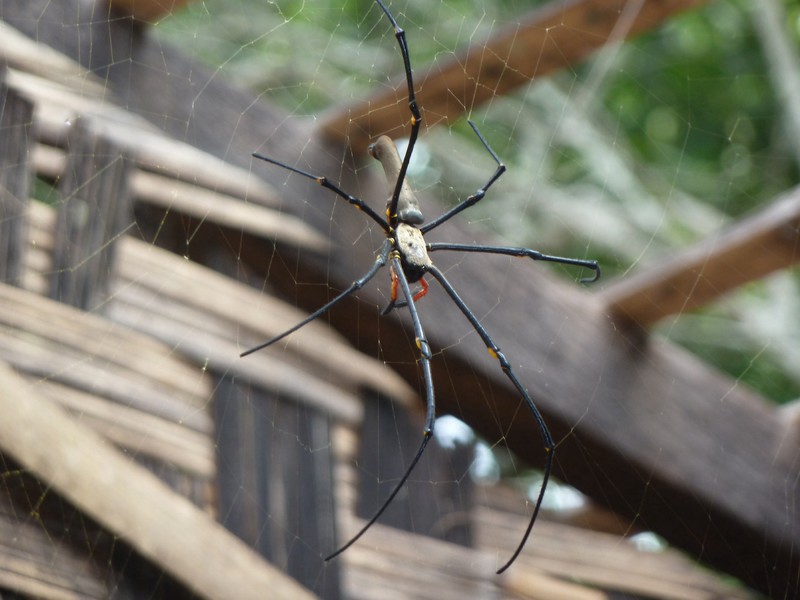 There are great spiders in Indonesia