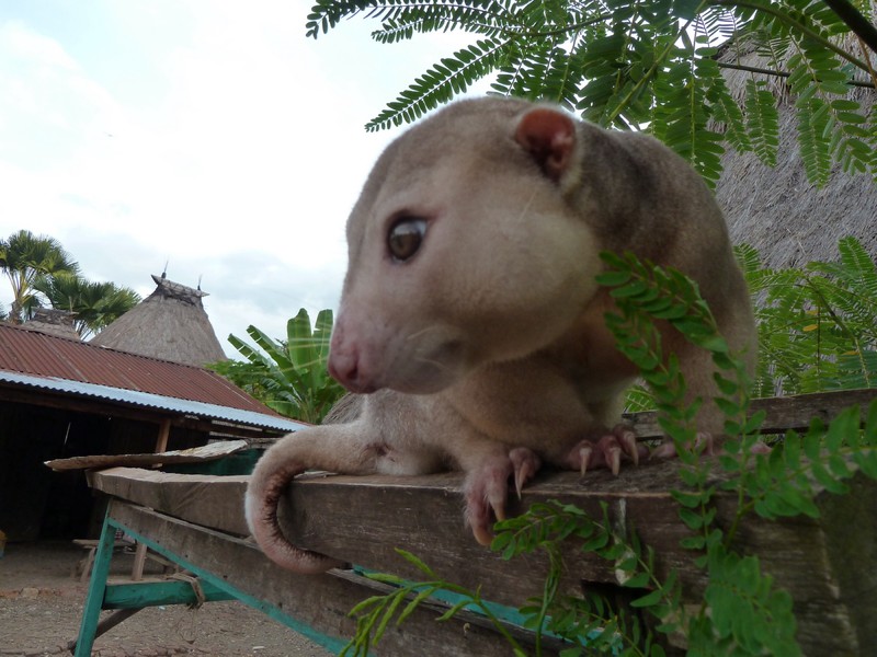 A cuscus at the chief's house in Maubesi