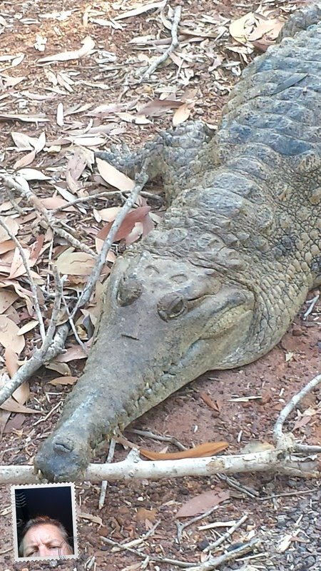 A fresh water crocodile by the road at Fogg Dam