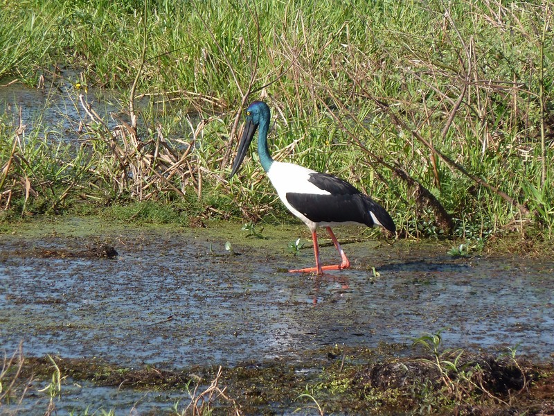 A Jabaru also known as a black necked stork