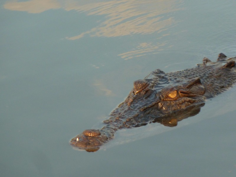 A salt water crocodile