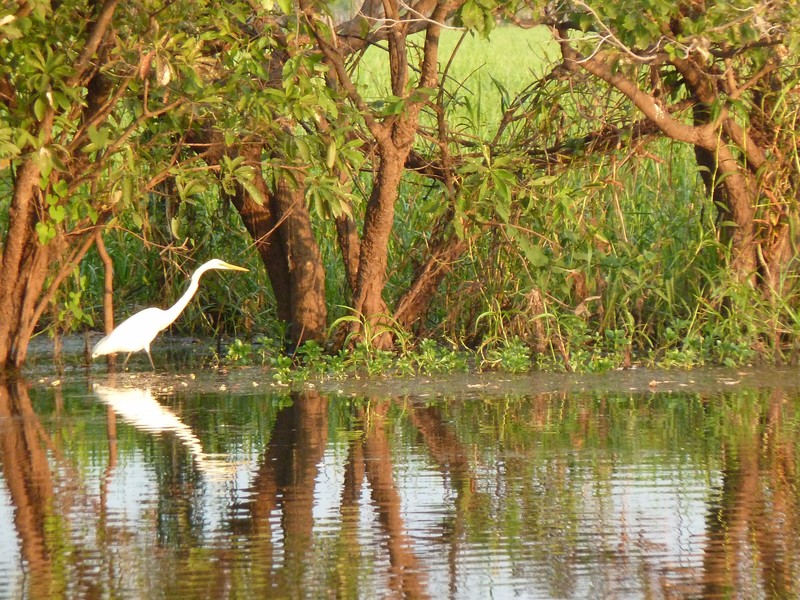 An egret prowls the edge of the waterway