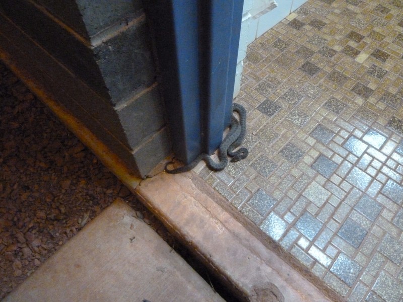 A children's python at the door to the toilet