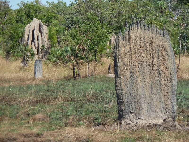 A magnetic termite mound in Litchfield NP