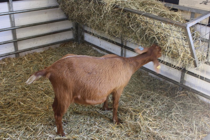 Golden Gurnsey Goat