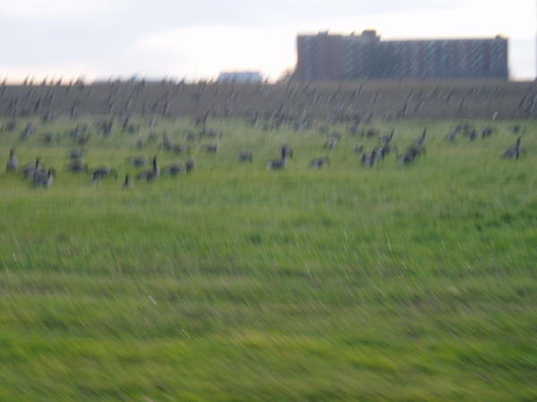 Canadian Geese (more)