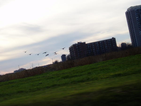 Canadian Geese (more)