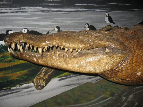 Famous croc of Nicaragua (dead now!)