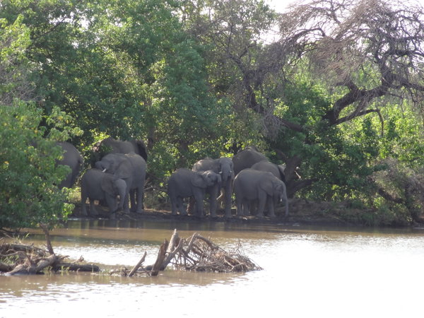 Elephants at Water