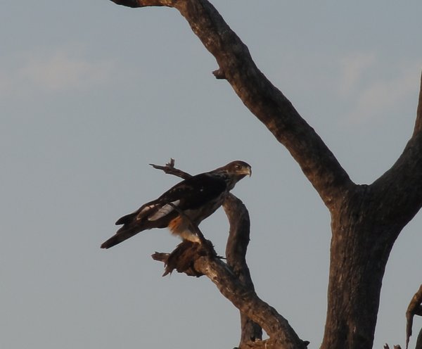 Eagle with Guinea Fowl Chick
