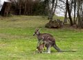 Mother Roo with Joey
