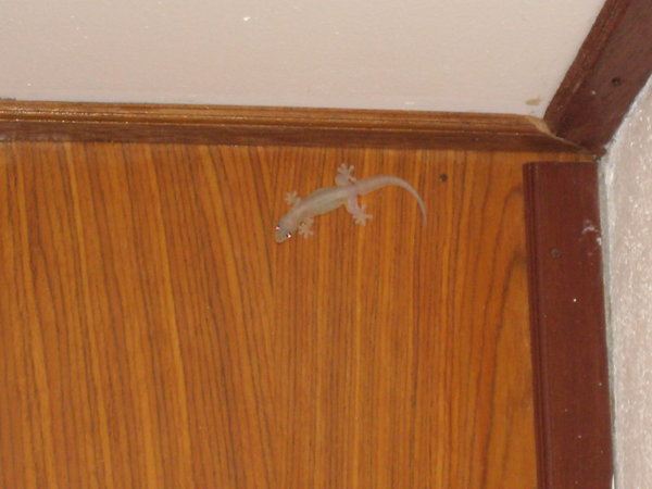 our friendly gekko, protecting against mosquitos