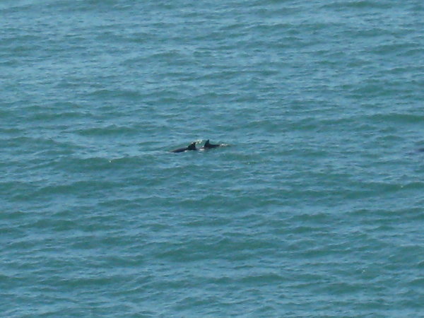 Dolphins at Noosa