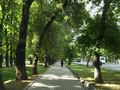 Tree-lined walkway (Bishkek; Kyrgyzstan)