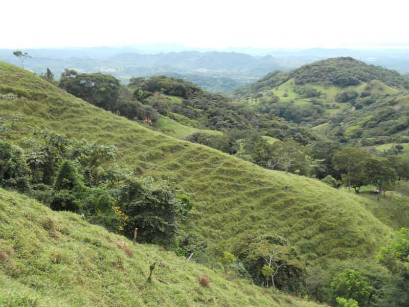 A view of greenery in Central Costa Rica (Monteverde; Costa Rica)