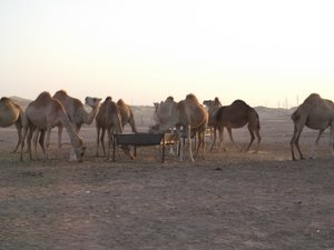 Camels at a camel farm (United Arab Emirates)