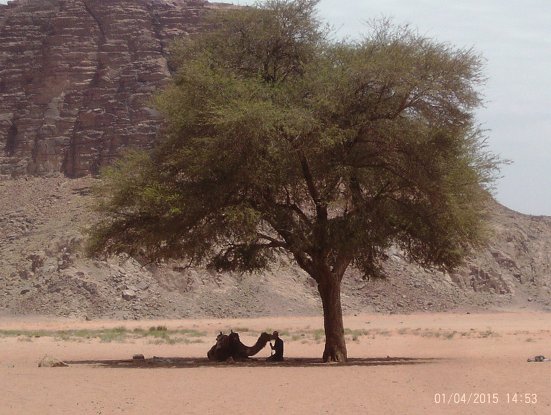 Tranquility! (Wadi Rum; Jordan)