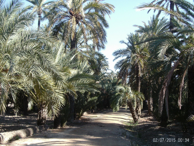 The Palm Grove (Elche; Spain)