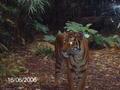 Face to face with a tiger