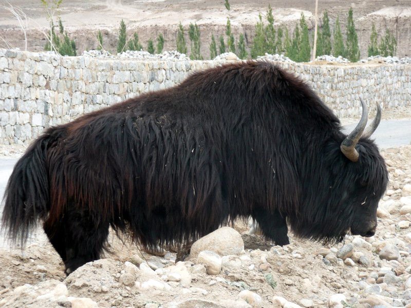 yak near lamayuru