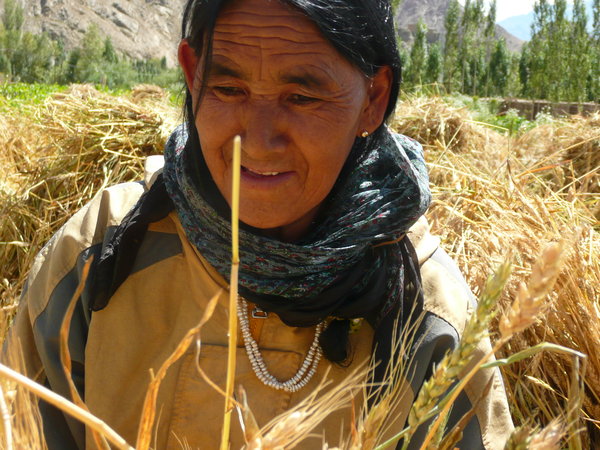 woman harvesting